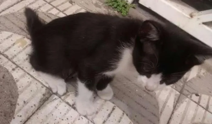 Gato ra a - idade Abaixo de 2 meses nome Sem nome