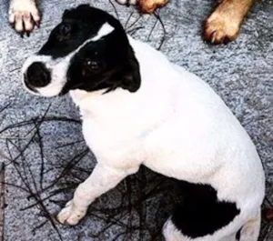 Cachorro raça vira lata idade 1 ano nome Cacau