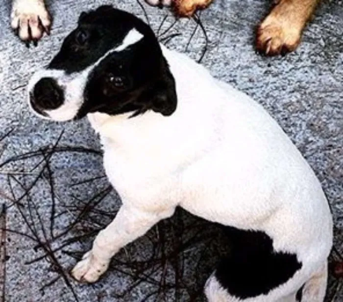 Cachorro ra a vira lata idade 1 ano nome Cacau