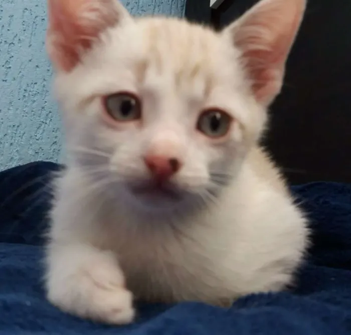 Gato ra a Gato idade Abaixo de 2 meses nome Sem nome