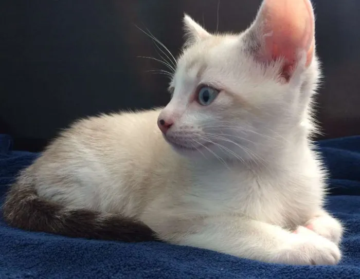 Gato ra a Gato idade Abaixo de 2 meses nome Sem nome