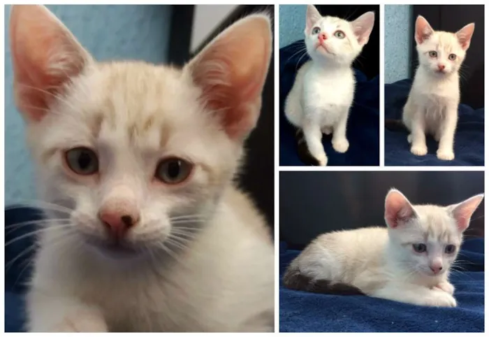 Gato ra a Gato idade Abaixo de 2 meses nome Sem nome