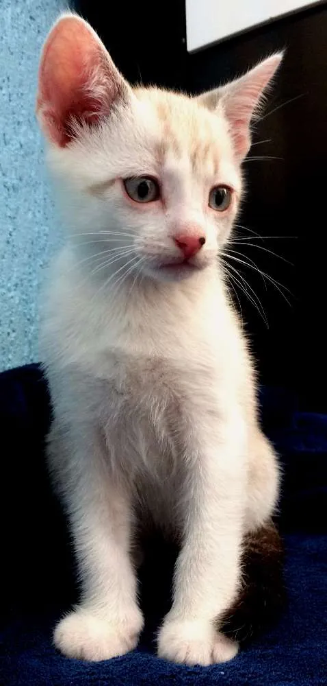 Gato ra a SRD idade Abaixo de 2 meses nome sem nome