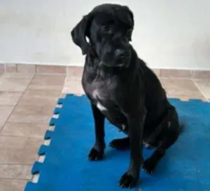 Cachorro raça Mestiça Labrador idade 1 ano nome Nega