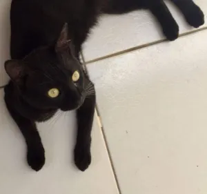 Gato raça Sem raça  idade 2 a 6 meses nome Sem nome