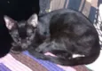 Larissa e Anubis