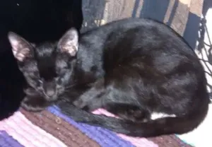Gato raça Mestiços idade 7 a 11 meses nome Larissa e Anubis