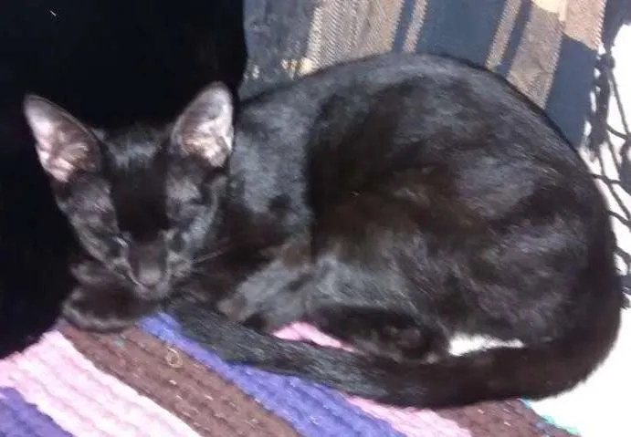Gato ra a Mestiços idade 7 a 11 meses nome Larissa e Anubis