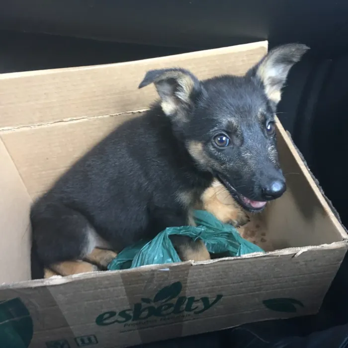 Cachorro ra a Pastor e vira lata idade 2 a 6 meses nome Estrela