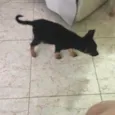Estrela