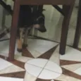 Estrela