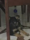 Estrela