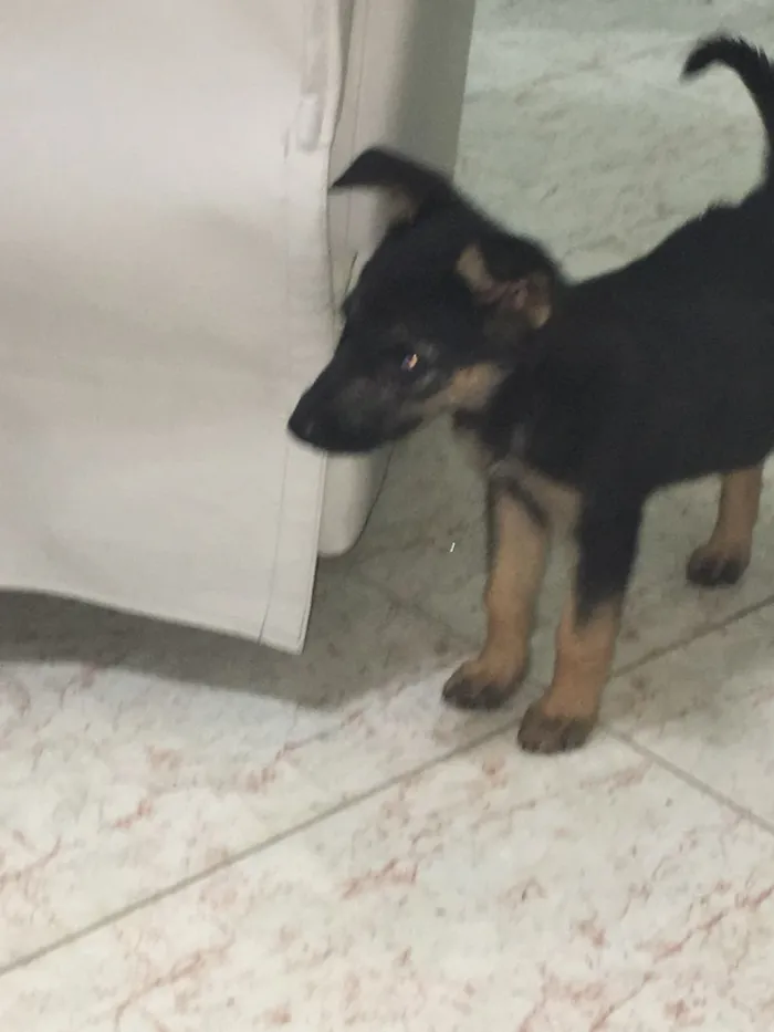 Cachorro ra a Pastor e vira lata idade 2 a 6 meses nome Estrela