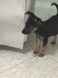 Estrela