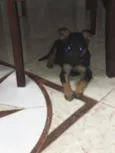 Estrela