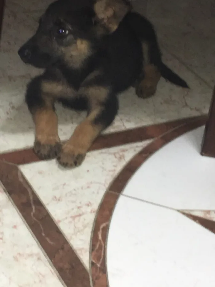 Cachorro ra a Pastor e vira lata idade 2 a 6 meses nome Estrela
