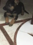 Estrela