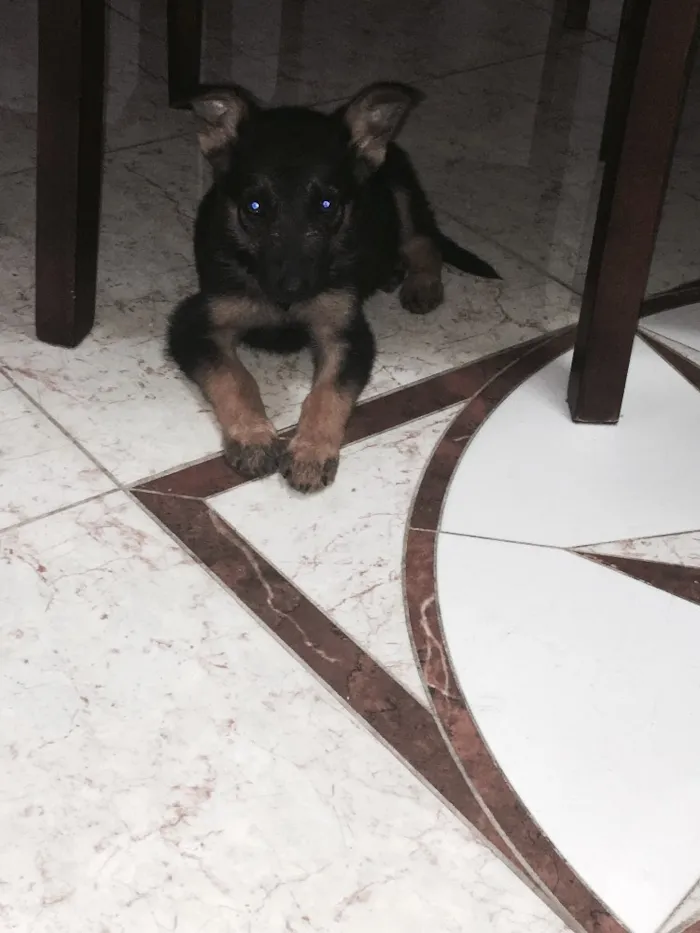Cachorro ra a Pastor e vira lata idade 2 a 6 meses nome Estrela
