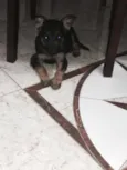 Estrela