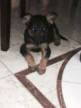 Estrela