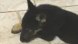 Estrela