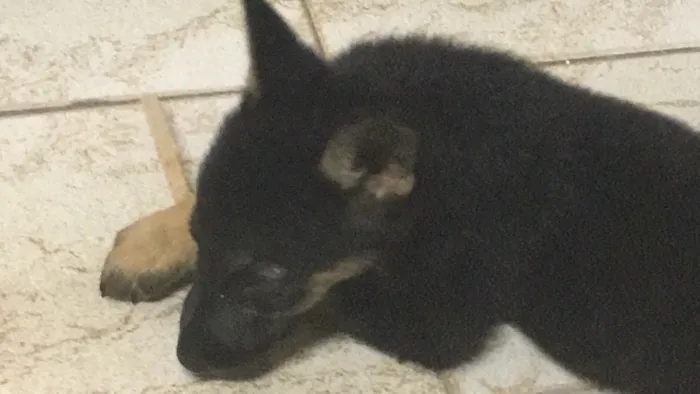 Cachorro ra a Pastor e vira lata idade 2 a 6 meses nome Estrela