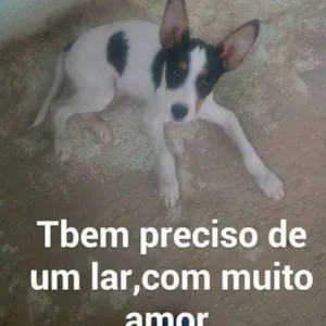 Cachorro raça srd idade 7 a 11 meses nome pipoca