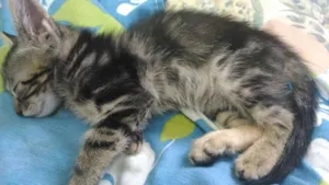 Gato raça --- idade 2 a 6 meses nome ---