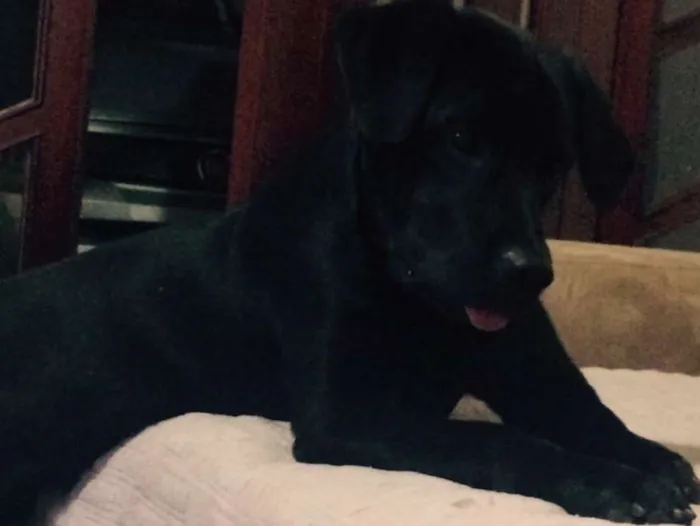 Cachorro raça Labrador idade 1 ano nome NEGAO