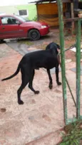 Negão