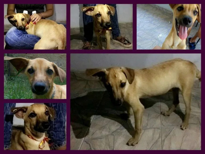 Cachorro ra a Vira-lata idade 2 a 6 meses nome Thessa