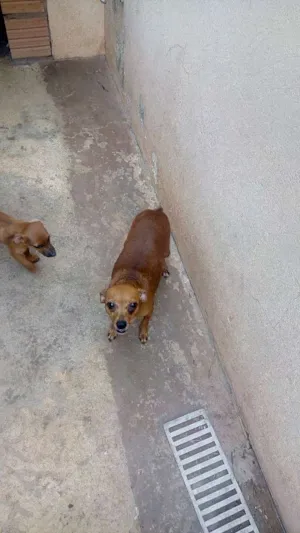 Cachorro raça Não sei idade 2 anos nome Mel