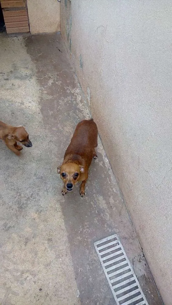 Cachorro ra a Não sei idade 2 anos nome Mel