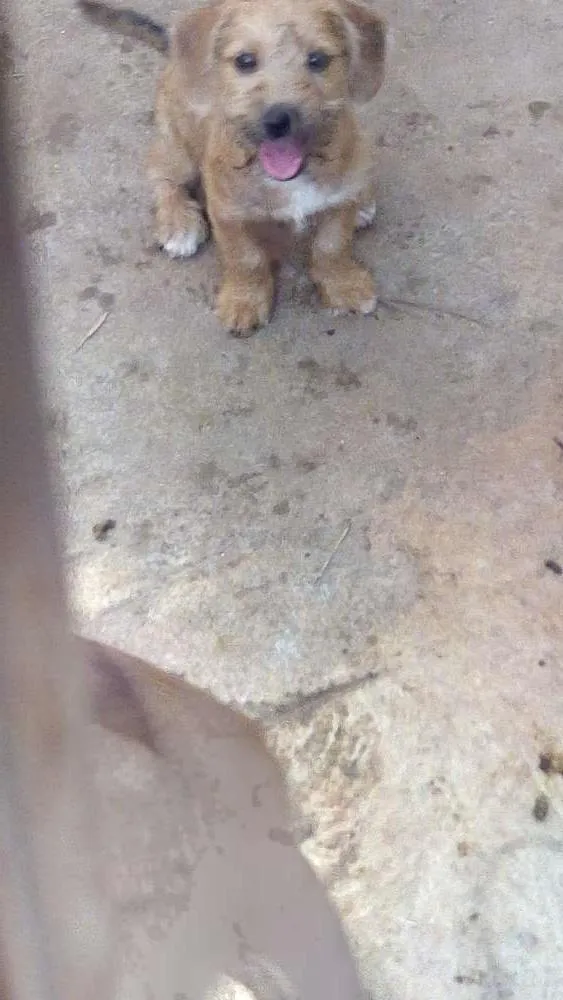 Cachorro ra a Virata idade 2 a 6 meses nome Pingo