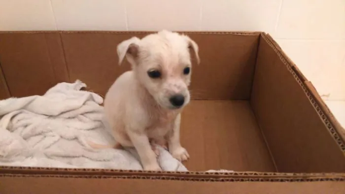 Cachorro raça  idade Abaixo de 2 meses nome Sem nome