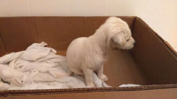 Cachorro raça  idade Abaixo de 2 meses nome Sem nome