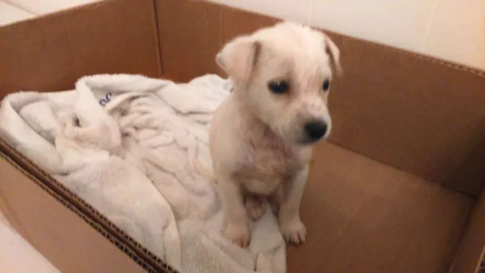 Cachorro raça  idade Abaixo de 2 meses nome Sem nome