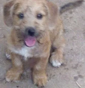 Cachorro raça Virata idade 2 a 6 meses nome Pingo
