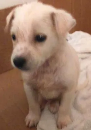 Cachorro raça  idade Abaixo de 2 meses nome Sem nome