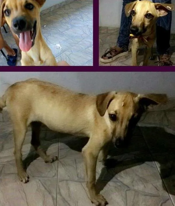 Cachorro ra a Vira-lata idade 2 a 6 meses nome Thessa