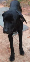 Negão