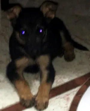 Cachorro raça Pastor e vira lata idade 2 a 6 meses nome Estrela