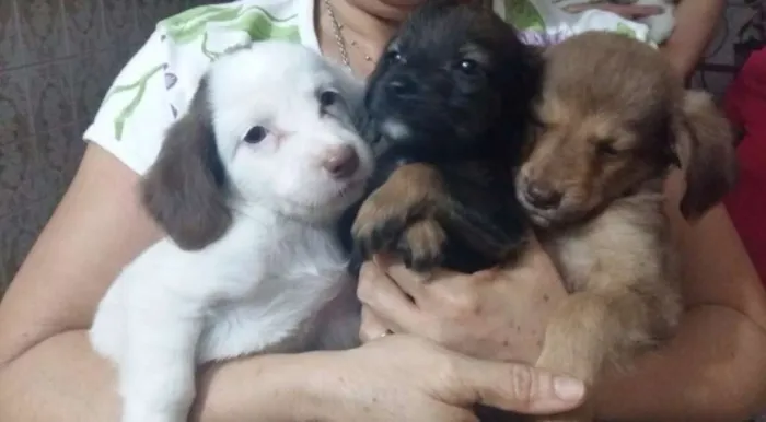Cachorro ra a Vira lata idade 2 a 6 meses nome Sem nome