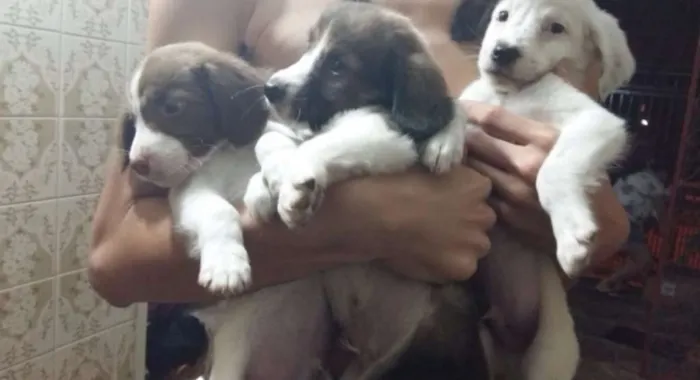 Cachorro ra a Vira lata idade 2 a 6 meses nome Sem nome