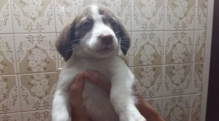 Cachorro ra a Vira lata idade 2 a 6 meses nome Sem nome