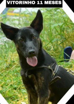 Cachorro raça SRD idade 2 a 6 meses nome VITORINHO