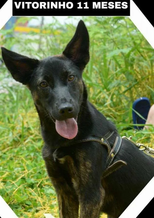Cachorro ra a SRD idade 2 a 6 meses nome VITORINHO