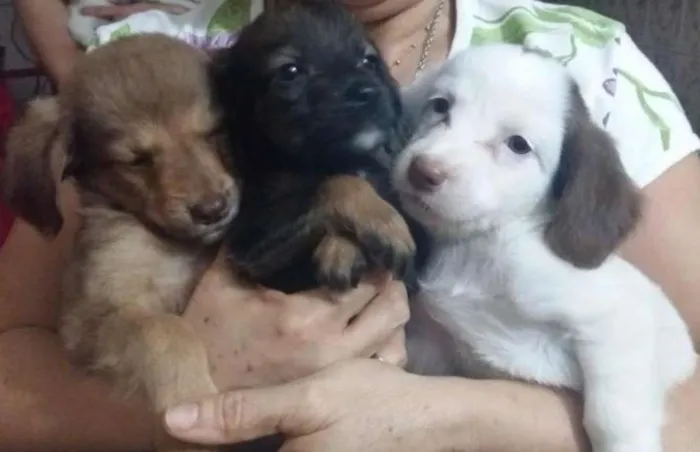 Cachorro ra a Vira lata idade 2 a 6 meses nome Sem nome