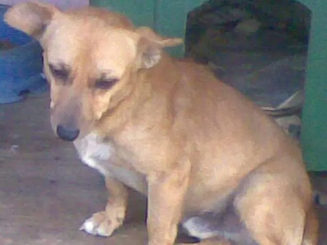 Cachorro ra a Vira lata idade 3 anos nome Baitaca