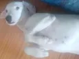 Milli